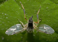 Actina viridis