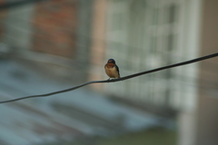 Hirundo rustica