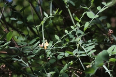 Lathyrus sulphureus