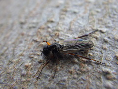 Bibio xanthopus