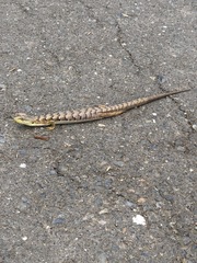 Elgaria multicarinata