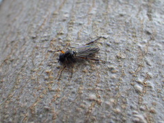 Bibio xanthopus