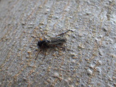 Bibio xanthopus