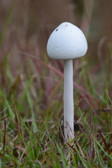 Macrolepiota dolichaula