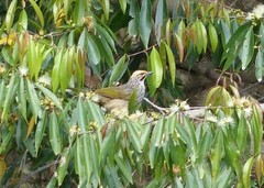 Pycnonotus zeylanicus