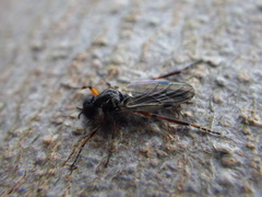 Bibio xanthopus