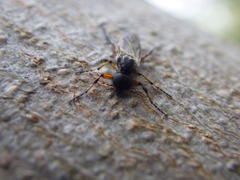 Bibio xanthopus