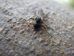 Bibio xanthopus