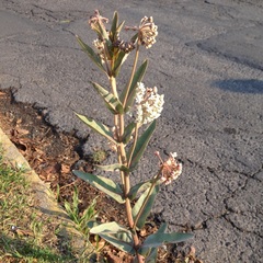 Asclepias glaucescens