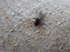 Bibio xanthopus