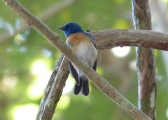 Cyornis turcosus