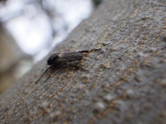Bibio xanthopus