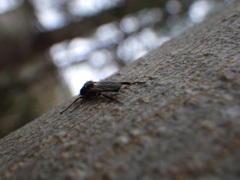 Bibio xanthopus