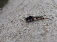 Bibio xanthopus
