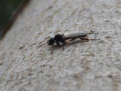 Bibio xanthopus