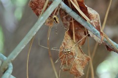 Opiliones