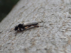 Bibio xanthopus
