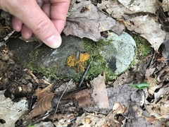 Oligonema persimile