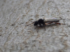 Bibio xanthopus