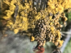 Oligonema persimile