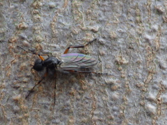 Bibio xanthopus