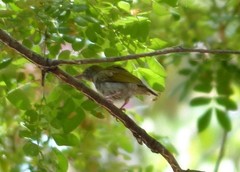 Arachnothera modesta