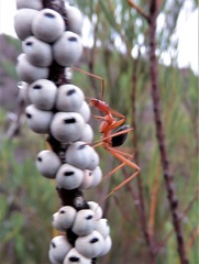 Leptomyrmex nigriventris