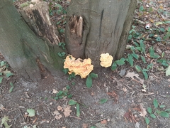 Laetiporus sulphureus