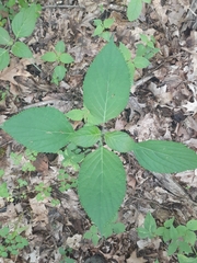 Collinsonia canadensis