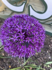 Allium giganteum