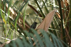 Cynanthus latirostris