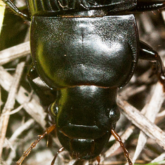 Harpalus caliginosus