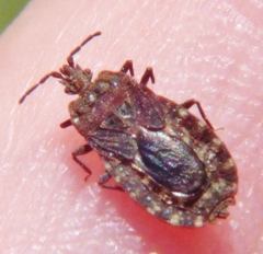 Mezira emarginata