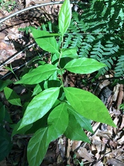 Calycanthus floridus
