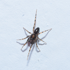 Phrurolithidae