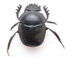 Scarabaeus zambesianus