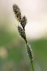 Carex heteroneura