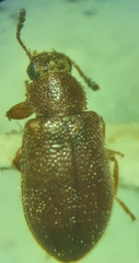 Melanophthalma