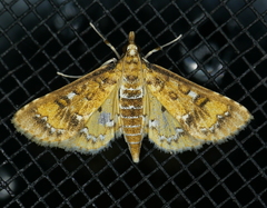 Niphograpta albiguttalis