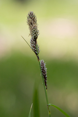 Carex heteroneura