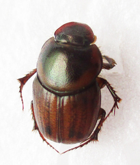 Euonthophagus flavimargo