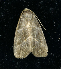 Ogdoconta altura