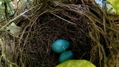 Dumetella carolinensis