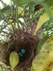 Dumetella carolinensis