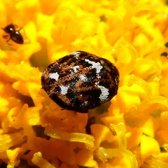 Anthrenus angustefasciatus