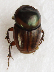 Euonthophagus flavimargo