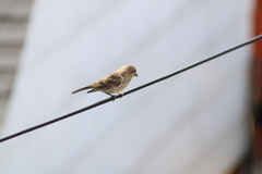 Haemorhous mexicanus