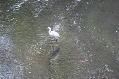 Egretta garzetta
