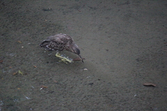Nycticorax nycticorax