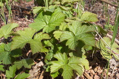 Filipendula camtschatica